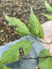 Pachypsylla celtidisasterisca