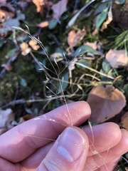Agrostis perennans