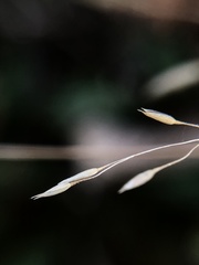 Agrostis perennans