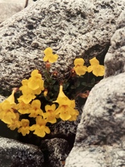 Erythranthe caespitosa