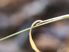 Agrostis perennans