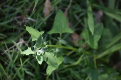 Chenopodium robertianum