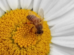 Apis mellifera