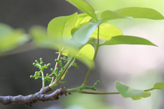 Xylocarpus moluccensis