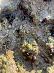 Balanomorpha