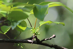 Xylocarpus moluccensis