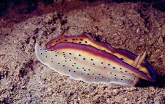 Goniobranchus kuniei