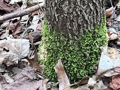 Hypnum cupressiforme