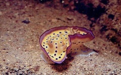 Goniobranchus kuniei