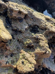 Balanomorpha