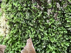 Hypnum cupressiforme