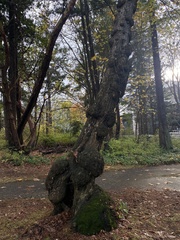 Agrobacterium radiobacter