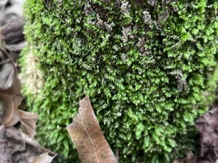 Hypnum cupressiforme