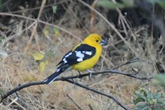Pheucticus chrysogaster