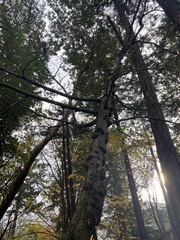 Agrobacterium radiobacter