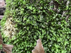 Hypnum cupressiforme