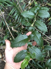 Graptophyllum reticulatum