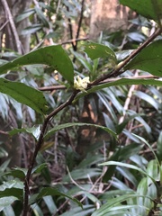 Graptophyllum reticulatum