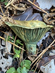 Lactarius