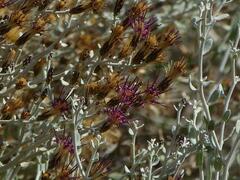 Aphyllocladus denticulatus