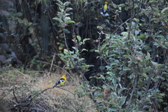 Pheucticus chrysogaster