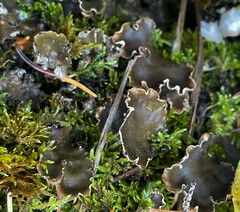 Peltigera elisabethae
