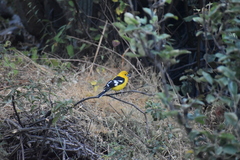 Pheucticus chrysogaster