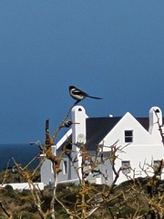 Lanius collaris collaris