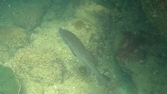 Psammoperca datnioides