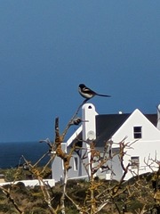 Lanius collaris collaris