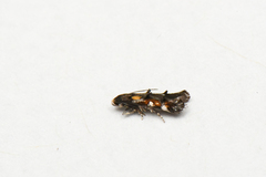 Mompha raschkiella