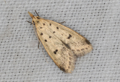 Atheropla decaspila