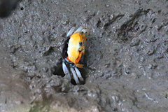 Tubuca coarctata