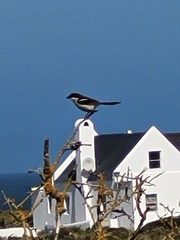 Lanius collaris collaris