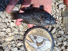 Lepomis gulosus