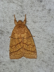 Pyreferra hesperidago