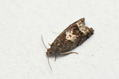 Epinotia