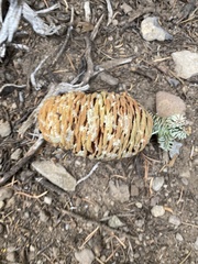 Abies concolor