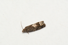 Epinotia