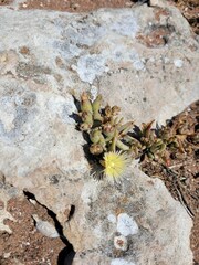 Aizoaceae