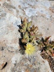 Aizoaceae