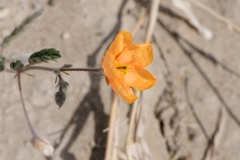Kallstroemia grandiflora