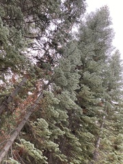 Abies concolor