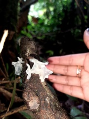 Tremella fuciformis