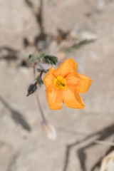 Kallstroemia grandiflora