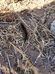 Lepidoptera