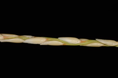 Zoysia matrella