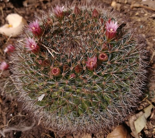 Mammillaria discolor