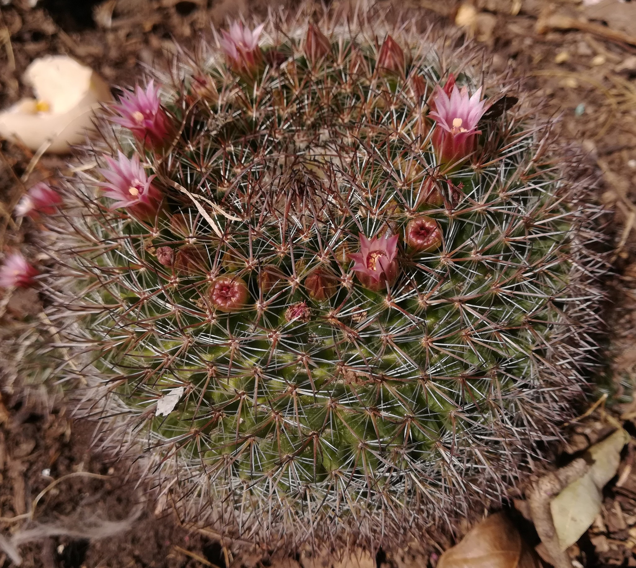 Mammillaria discolor  iNaturalist
