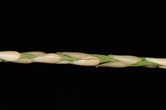 Zoysia matrella
